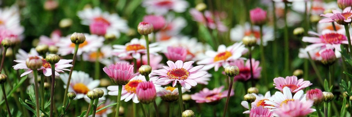 Rosa Blumen auf grüner Wiese